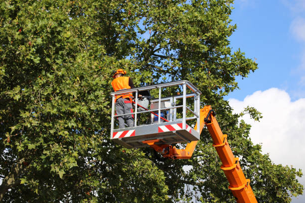 Best Emergency Tree Removal  in Malverne, NY